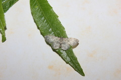 Scopula nigrinotata