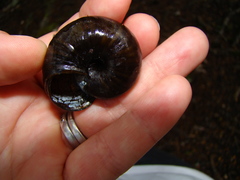 Powelliphanta