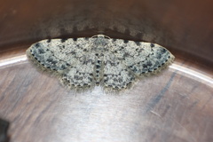 Scopula nigrinotata