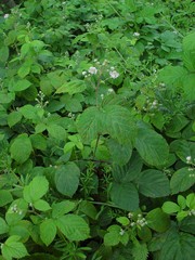 Rubus micans