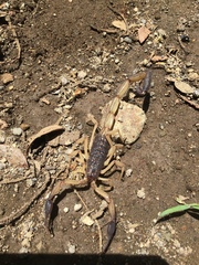 Centruroides margaritatus