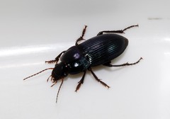 Anisodactylus intermedius