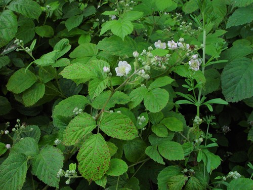 Anglosaxon Bramble (Rubus micans)