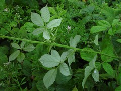 Rubus micans