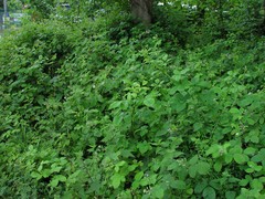 Rubus micans