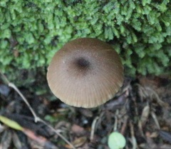 Entoloma persimile
