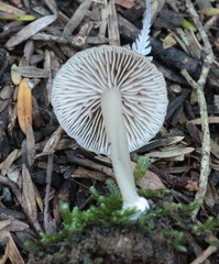 Entoloma persimile