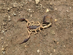 Centruroides margaritatus