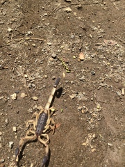 Centruroides margaritatus