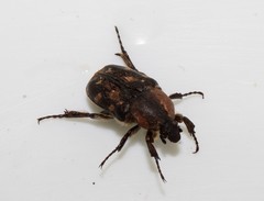 Heterocnemis graeca