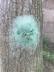 Thaumetopoea processionea