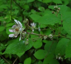 Rubus rufescens