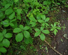 Rubus rufescens