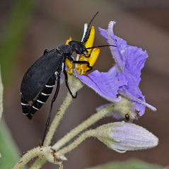 Epicauta segmenta