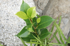 Ficus microcarpa