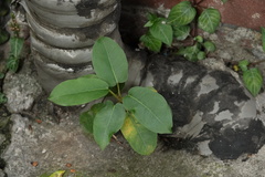 Ficus subpisocarpa