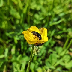 Cheilosia variabilis