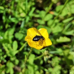 Cheilosia variabilis