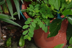 Phyllanthus tenellus