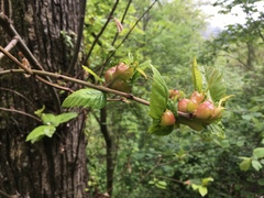 Dryocosmus kuriphilus