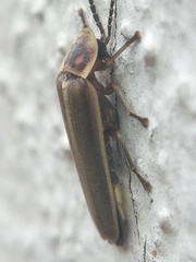 Photinus signaticollis