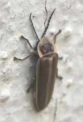 Photinus signaticollis