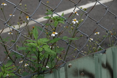 Bidens alba