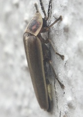 Photinus signaticollis