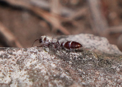 Typhoctes peculiaris