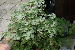 Broussonetia papyrifera