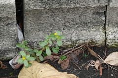 Portulaca oleracea