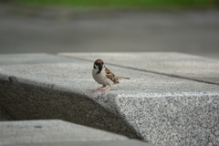 Passer montanus