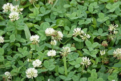 Trifolium repens
