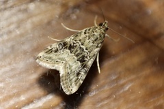 Hellula