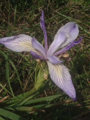 Iris longipetala