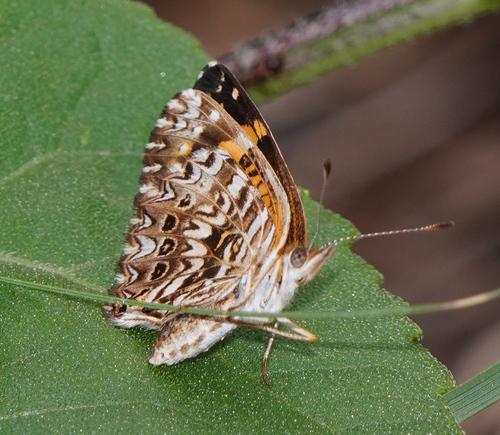 Gorgone Checkerspot