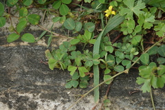 Oxalis corniculata