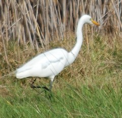 Ardea intermedia brachyrhyncha