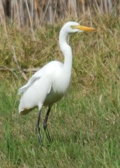 Ardea intermedia brachyrhyncha