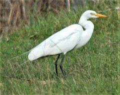 Ardea intermedia brachyrhyncha