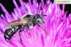 Hoplitis beijingensis