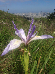 Iris longipetala