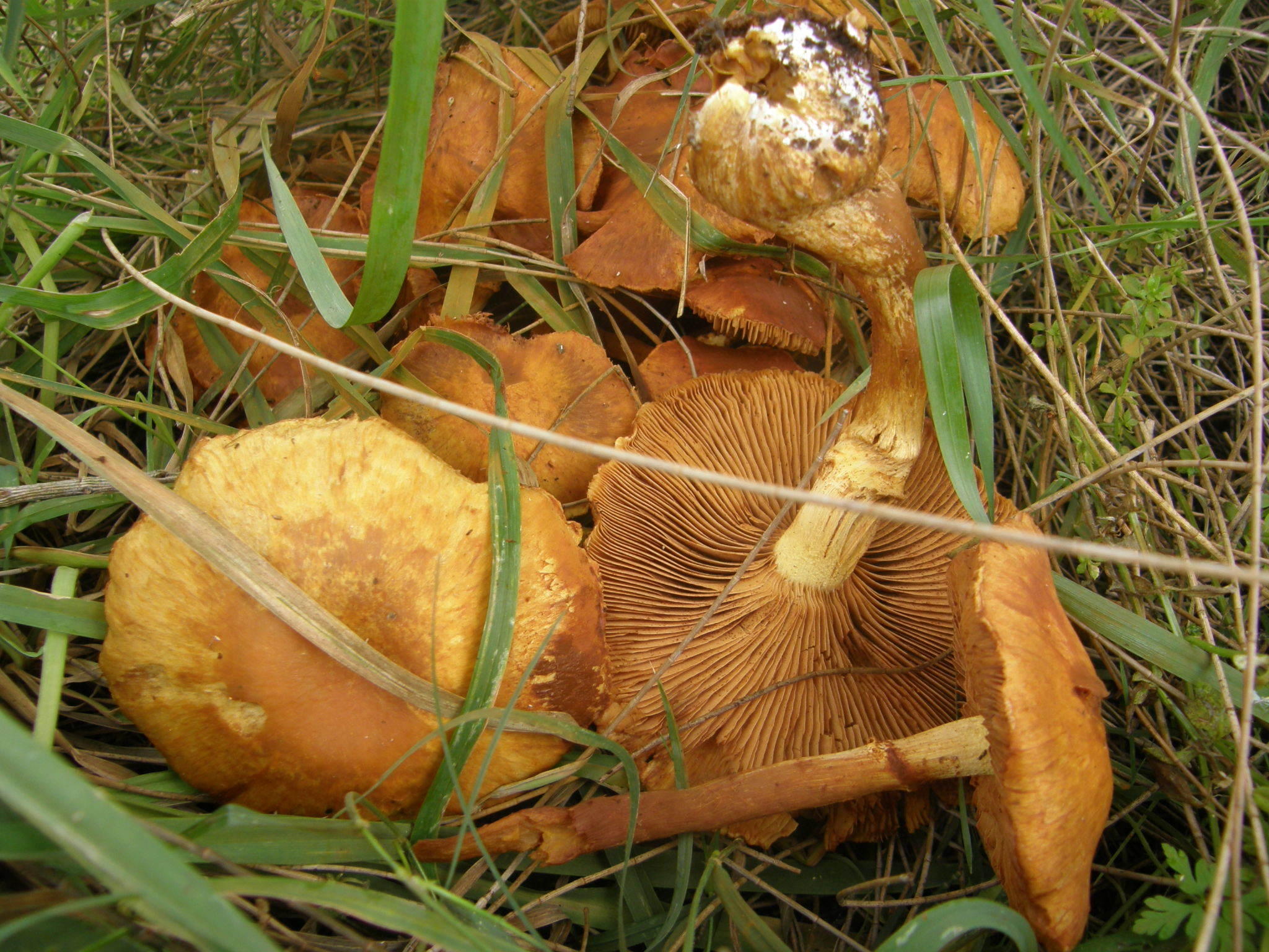 Gymnopilus junonius image