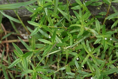 Oldenlandia corymbosa