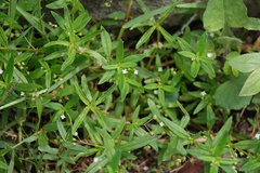Oldenlandia corymbosa