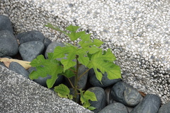 Broussonetia papyrifera