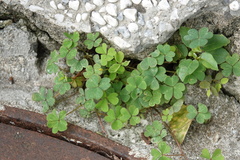 Oxalis corniculata