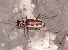 Eunota circumpicta