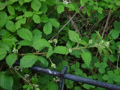Rubus lindleianus