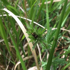 Adela australis